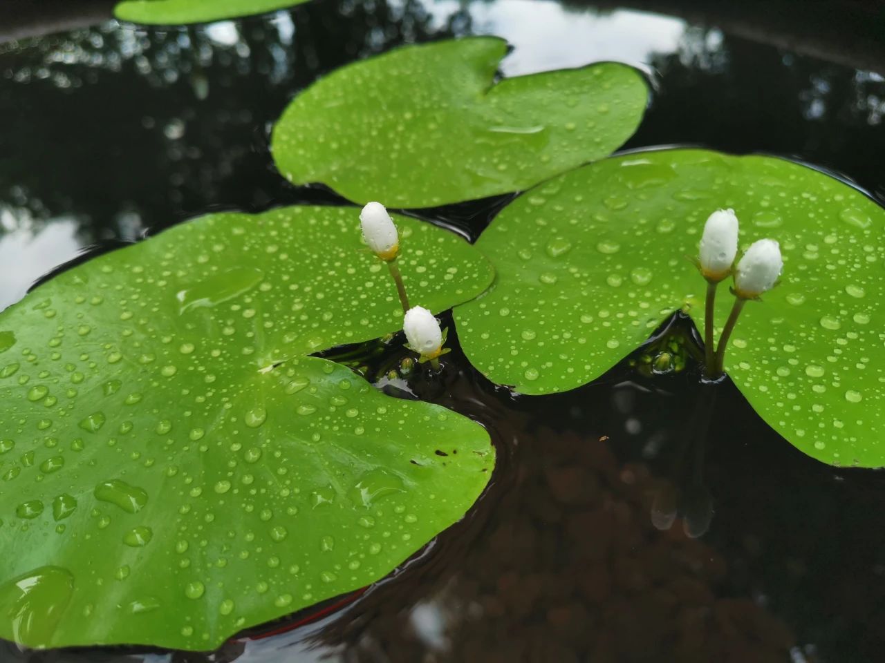 观念秀 与 自然活