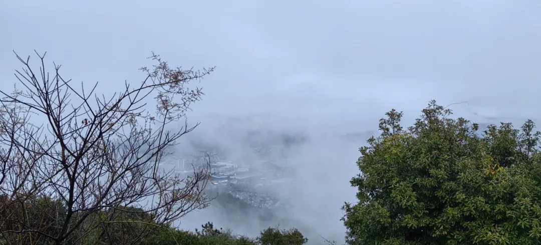 养根护根，浑然天成